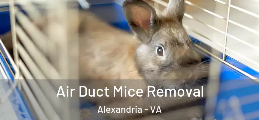 Air Duct Mice Removal Alexandria - VA